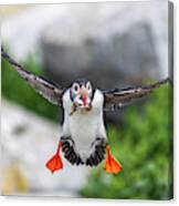 Puffin In Flight Canvas Print