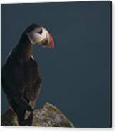 Puffin On The Lookout Canvas Print