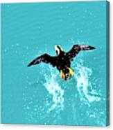 Puffin Takeoff Canvas Print