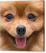 Puppy Pomeranian Dog Cute Pets In Home Canvas Print