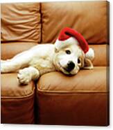 Puppy Wears A Christmas Hat, Lounges On Canvas Print