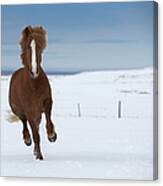 Purebred Icelandic Stallion Running In Canvas Print