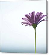 Purple Daisy Against Sea & Sky Blurred Canvas Print