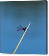 Purple Dragonfly Canvas Print