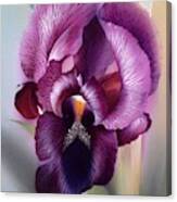 Purple Iris Head 1 Canvas Print
