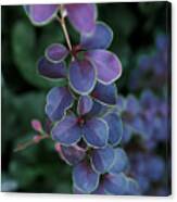 Purple Leaves Of Barberry Tunberg, Bush Branch Canvas Print
