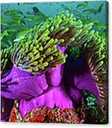 Purple Sea Anemone Canvas Print