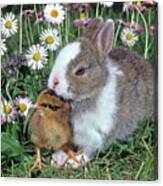 Pygmy Rabbit & Young Chicken Canvas Print