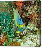 Queen Angelfish And Reef Canvas Print