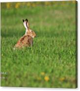 Rabbit Chews Canvas Print