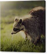Raccoon In Sunshine Canvas Print