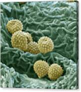 Ragweed Pollen Canvas Print