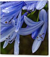 Rain Drops On Blue Flower Canvas Print