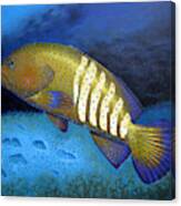 Rainbow Grouper Canvas Print