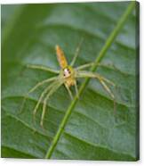 Rainforest Arachnid Canvas Print