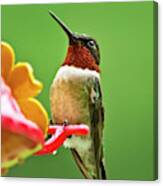 Rainy Day Hummingbird Canvas Print