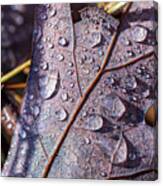 Nature Photography - Fall Leaves Canvas Print