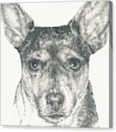 Rat Terrier In Graphite Canvas Print