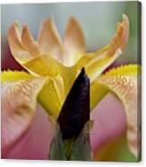 Reaching Out Canvas Print