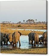 Rear View Of African Elephant Loxodonta Canvas Print