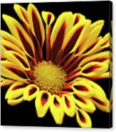 Red And Yellow Mum. Canvas Print