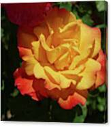 Red And Yellow Rio Samba Roses Canvas Print