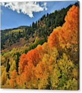 Red Aspens Along Highway 133 Canvas Print