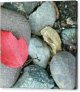 Red Autumn Leaf Resting On Rocks Canvas Print