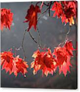 Red Autumn Leaves Canvas Print