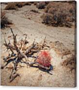 Red Barrel Cactus Canvas Print