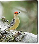 Red-bellied Woodpecker Melanerpes Canvas Print