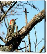 Red Bellied Woodpecker Canvas Print
