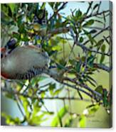 Red-bellied Woodpecker With Acorn Canvas Print