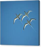 Red-billed Tropicbird Trio Flying Canvas Print