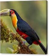 Red-breasted Toucan Canvas Print