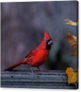 Red Cardinal In Fall Yellow Leaves Canvas Print