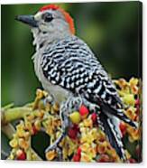 Red-crowned Woodpecker Canvas Print
