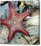 Red Cushion Sea Star Canvas Print