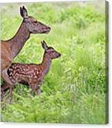 Red Deer Doe And Fawn Canvas Print