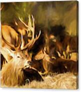Red Deer Stag Painting Canvas Print