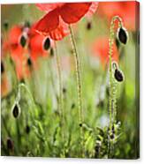 Red Field Poppies Canvas Print