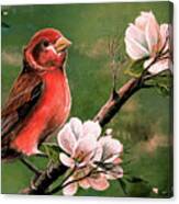 Red Finch Canvas Print