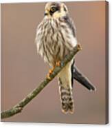 Red-footed Falcon Canvas Print