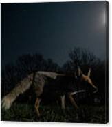 Red Fox Female Under A Starry Spring Sky With Full Moon Canvas Print