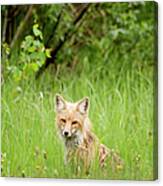 Red Fox Vulpes Vulpes In Prince Albert Canvas Print
