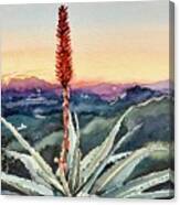 Red Hot Poker Sunset - Topanga Canvas Print