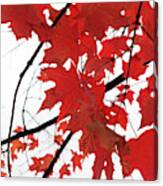 Red Maple Leaves Canvas Print