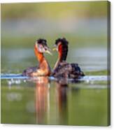 Red-necked Grebe-220624-1 Canvas Print