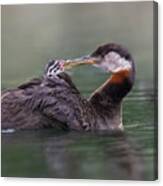 Red-necked Grebe Canvas Print