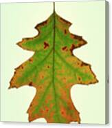 Red Oak Leaf Changing Autumn Colours Canvas Print